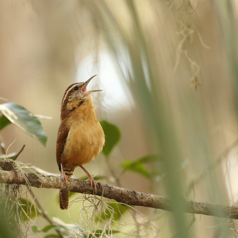 Singing